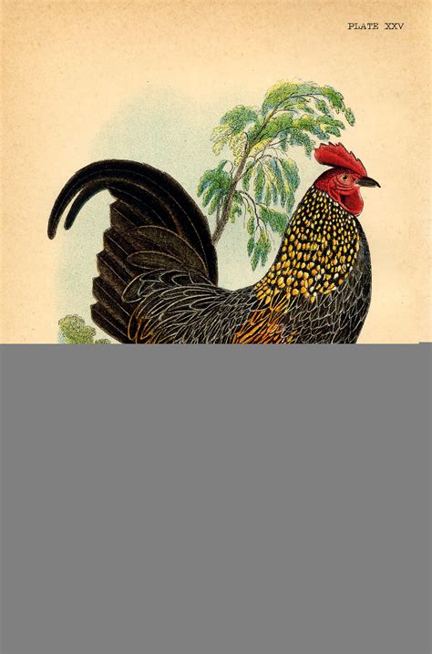 14 Rooster Images The Graphics Fairy Free Printable Pictures Of