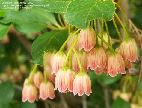 Plants bush plant leaves pink marble evergreen plant identification. Image result for bell shaped flowers (With images) | Pink ...