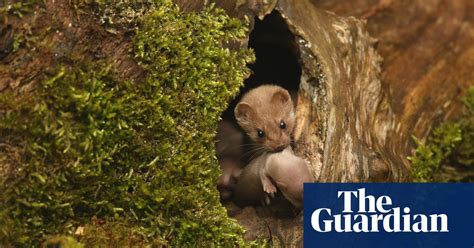 the british wildlife photography awards 2016 winners in pictures environment the guardian