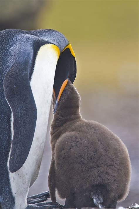 Penguins (order sphenisciformes / sfɪˈnɪsɪfɔːrmiːz /, family spheniscidae / sfɪˈnɪsɪdiː /) are a group of aquatic flightless birds. Antarctica & South America: A Day in the Falklands, King ...