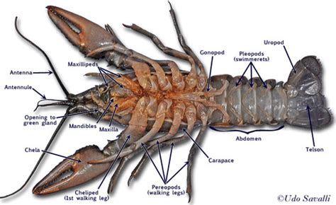 Crayfish Lab Externalinternal Parts And Functions Flashcards Quizlet