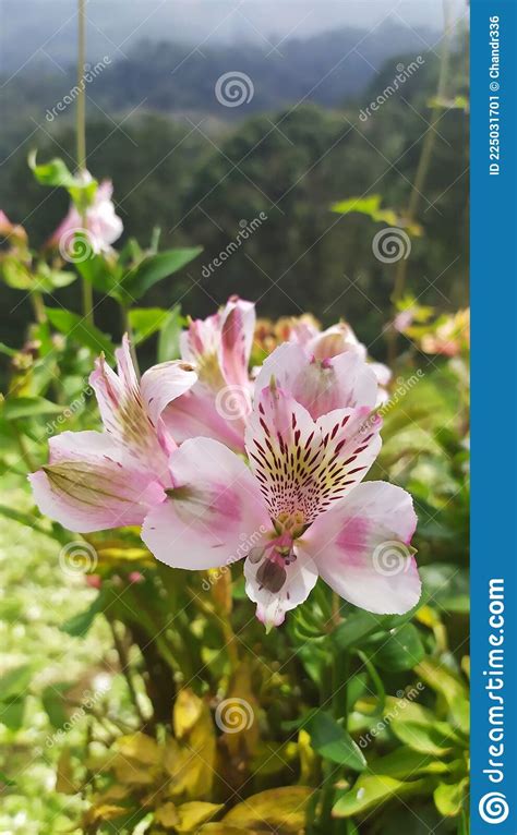 Pink Flowers In Mountain Stock Image Image Of Plant 225031701