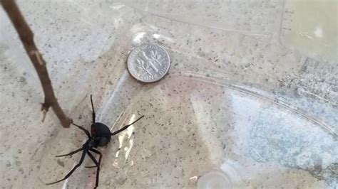 largest black widow spider