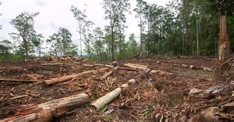 Redd Zahlungen Machen Stehende Wälder Wertvoller Als Gerodete