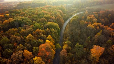Autumn Forest Drone Aerial Shot Overhead View Of Foliage Trees And