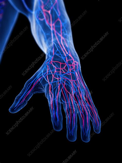 Veins Of The Hand Illustration Stock Image F0383784 Science