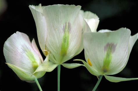 Free Picture Up Close Delicate Sego Lily Pinkish White Blossoms