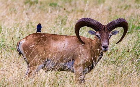 Armenian Mouflon — Recordbuck Ranch
