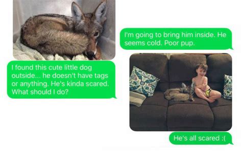 Husband Freaks Out When Wife Texts Photos Of Their New “adopted Coyote” Tettybetty
