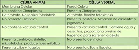 Celula Animal Vs Celula Vegetal Cuadro Comparativo