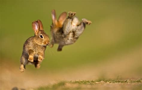 10 Hopping Fun Rabbit Facts National Geographic Kids