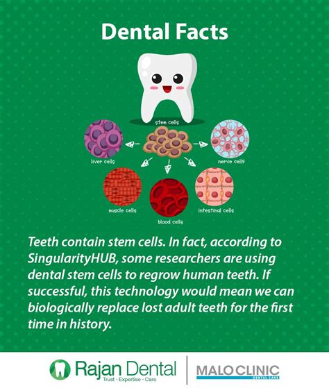 Dental Facts Teeth Contain Stem Cells In Factaccording To Singularity
