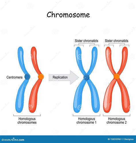Labelled Diagram Of Chromosome