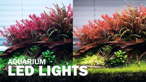 Different Led Lights On Our Aquascape Aquarium Lighting For Your