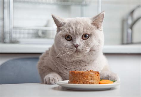Obesidad En Gatos Cómo Controlar Su Peso Adios Mascota