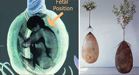 These Amazing Burial Pods Will Turn You Into A Tree After You Die Boredombash
