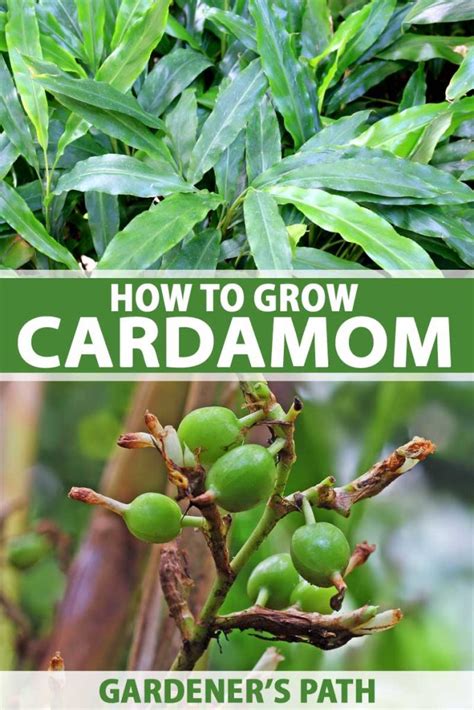 How To Grow Flavorful Cardamom In Your Home Garden Gardeners Path