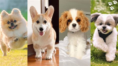 5 Dog Breeds That Stay Small Forever Comfy Cozy Pet Sitting