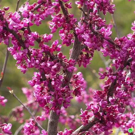 Forest Pansy Eastern Redbud Cercis Canadensis Forest Pansy Green