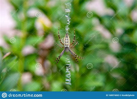 Yellow Striped Spider Outside In Nature In Her Spider Web Stock Image