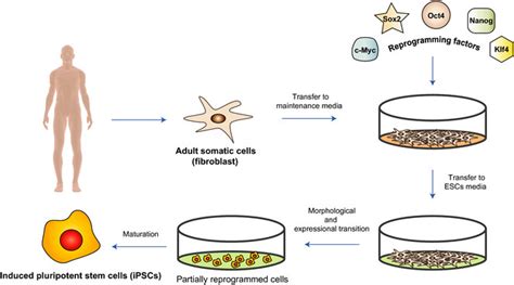 Reprogramming Adult Somatic Cells Into Induced Pluripotent Stem Cells