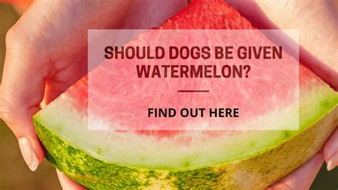 Can Dogs Eat Watermelon Find Out Here Guava Facts