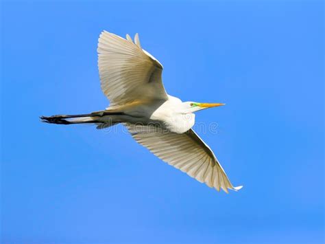 Great White Heron Egret Bird Florida Flying Or Sitting In Or Over Water