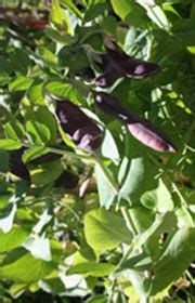 Purple snow peas are available in the fall through the winter. Purple Podded Pea · Inspirations Vegetable Seeds Australia