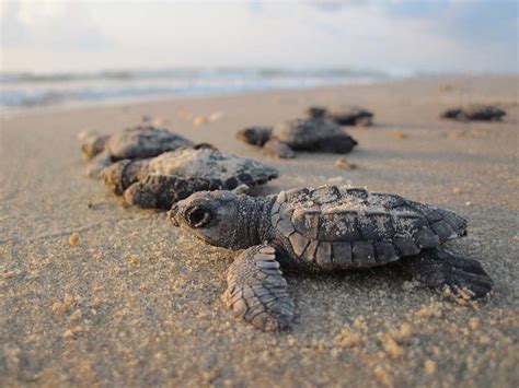 Sea Turtle Hatching North Carolina Coast 2