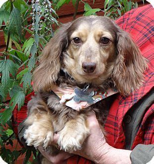 See hundreds of dogs, puppies, cats, kittens and more animals available for adoption. Dachshund Dog for adoption in Portland, Oregon - COCO ...