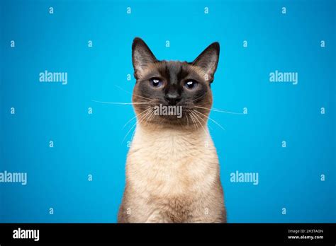 Seal Point Siamese Cat With Blue Eyes Portrait On Blue Background With