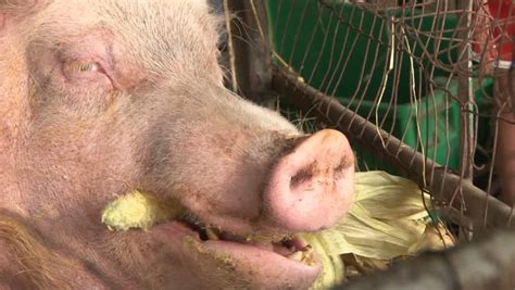 Large Farm Pig Eating Corn Pigpen Stock Footage Video 100 Royalty