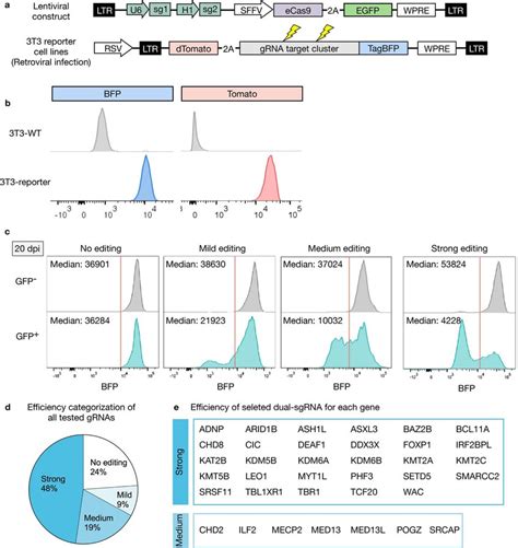 A Grna Reporter Assay To Determine Grna Efficiency A Diagram Of The