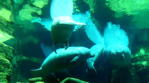 Manatees Underwater View At Seaworld Orlando Youtube
