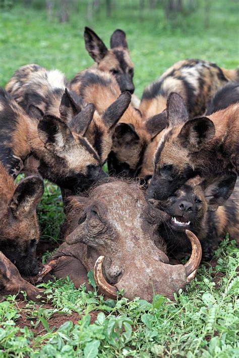 African Hunting Dogs Eating A Warthog Photograph By Tony Camacho