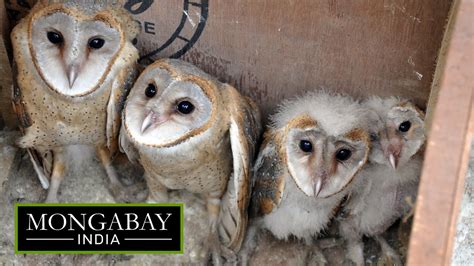 Farmers Befriend Barn Owls For Natural Rodent Control In Assam Youtube
