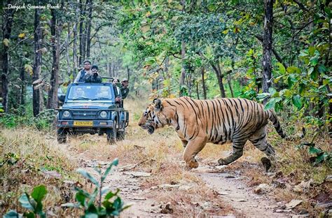 400 Best Bengal Tiger Images On Pholder Nature Is Fucking Lit