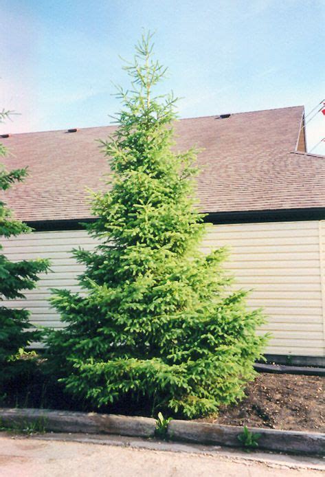 White Spruce Picea Glauca At Make It Green Garden Centre In 2023