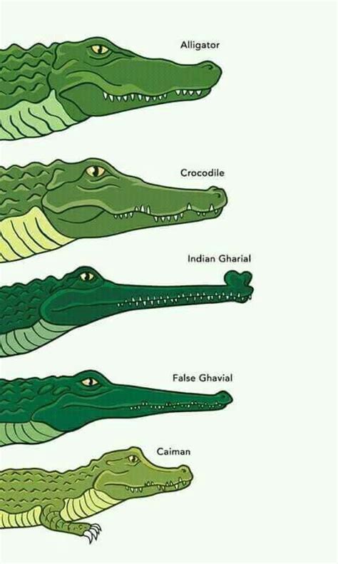 What's the difference between alligators and crocodiles? Identifying alligators, crocodiles, and their cousins ...