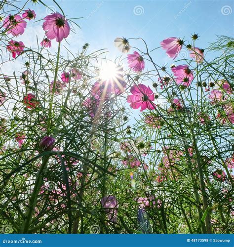 Pink Cosmos Flower Floral Sky Sunligth Stock Photo Image Of Flower
