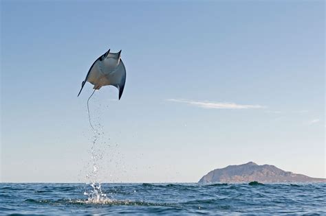 Giant Manta Ray Jumping Rpics