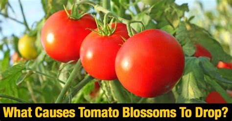 What Causes Tomato Blossoms To Drop