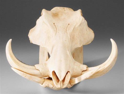 Wild Boar Skull Jul 14 2012 Brunk Auctions In Nc Pig Skull
