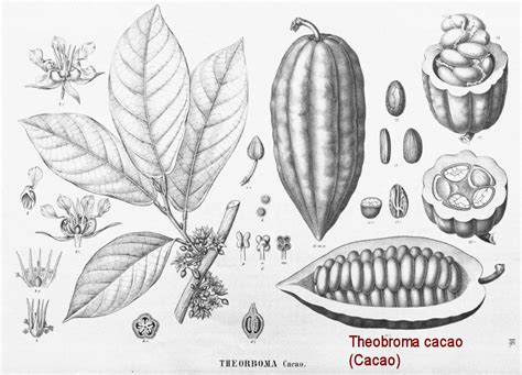Theobroma Cacao L Cacao
