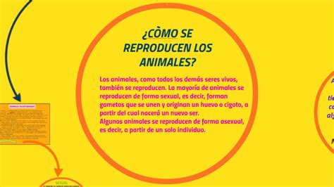 ¿cÒmo Se Reproducen Los Animales By Lin Fabian Martinez De La Espriella