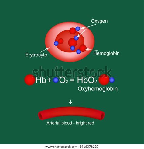 Oxyhemoglobin Hemoglobin Carries Oxygen Infographics Illustration Stock