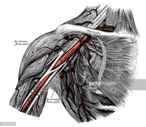 Anatomy Of The Armpit Anatomy Diagram Source