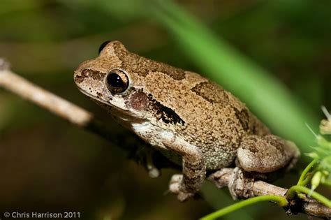 Mexican Tree Frog Amphipedia