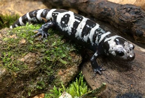 Marbled Salamander Florida Wildlife Federation