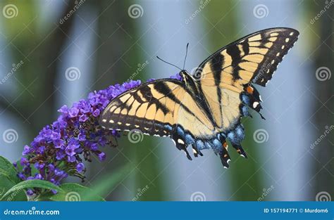 Borboleta Do Swallowtail Do Tigre Oriental Papilio Glaucus Imagem De